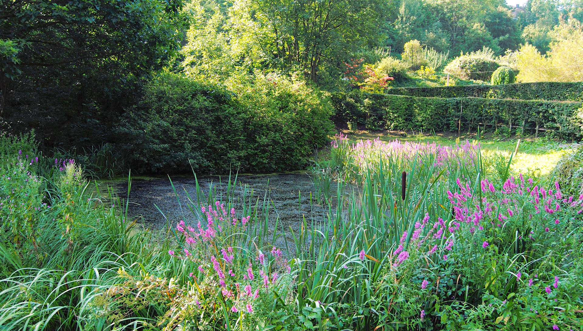 Étang et vivaces en fleurs dans le Jardin de Wiltz